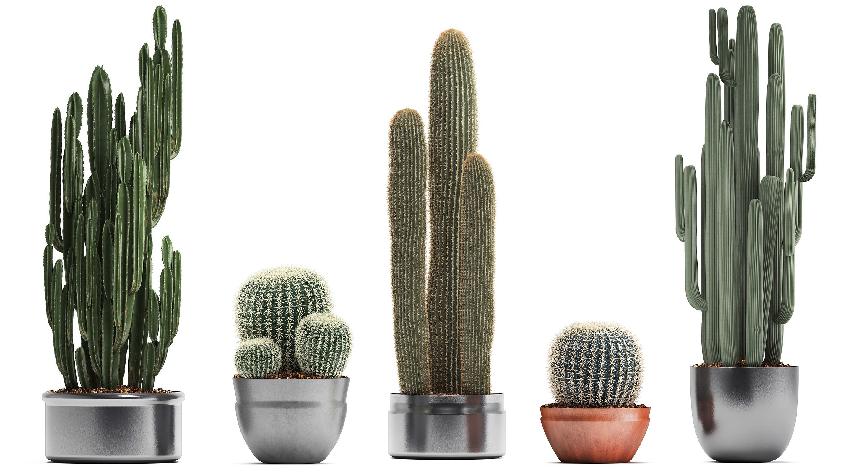 Collection of Exotic Cactus Plants 2 3D model_7