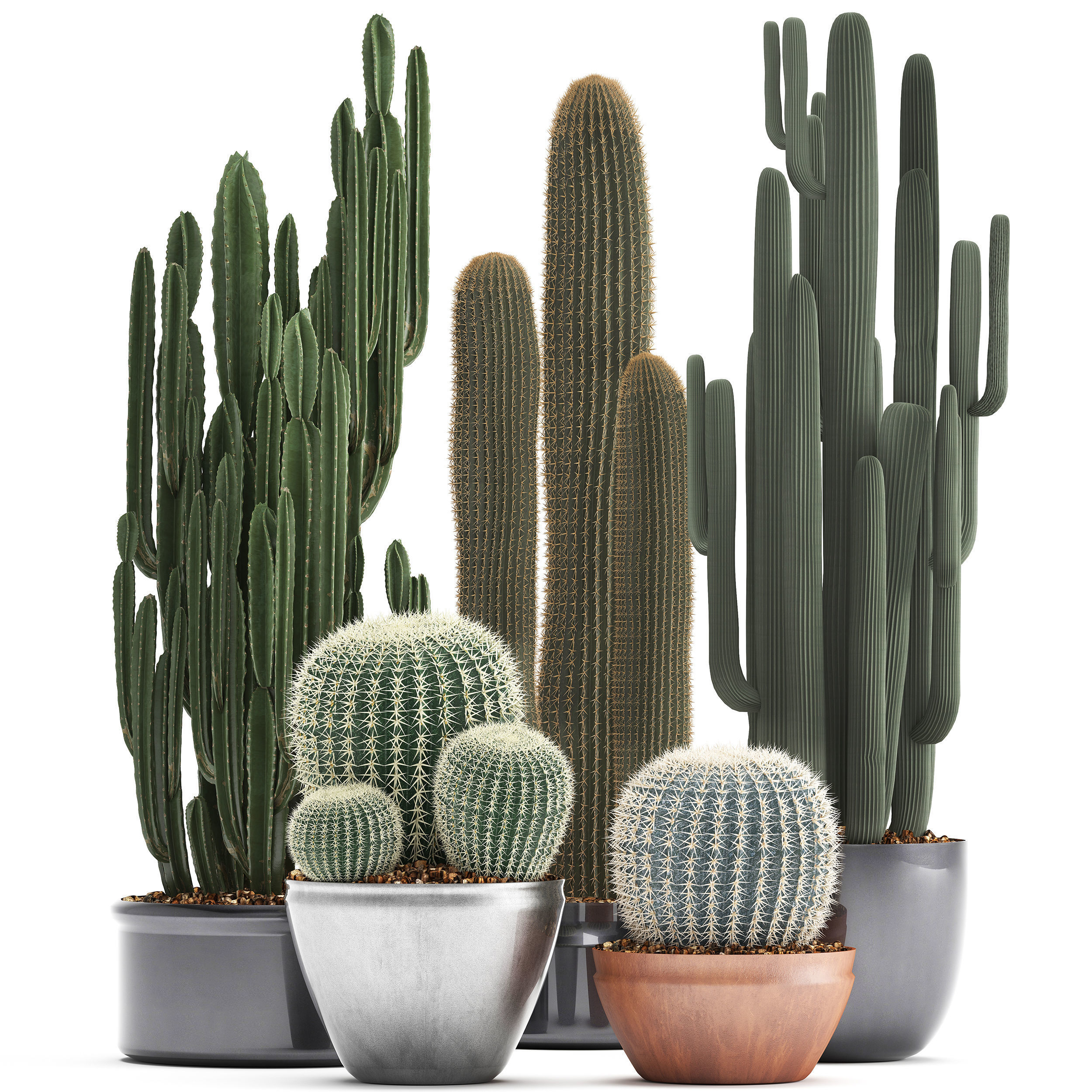 Collection of Exotic Cactus Plants 2 3D model_1