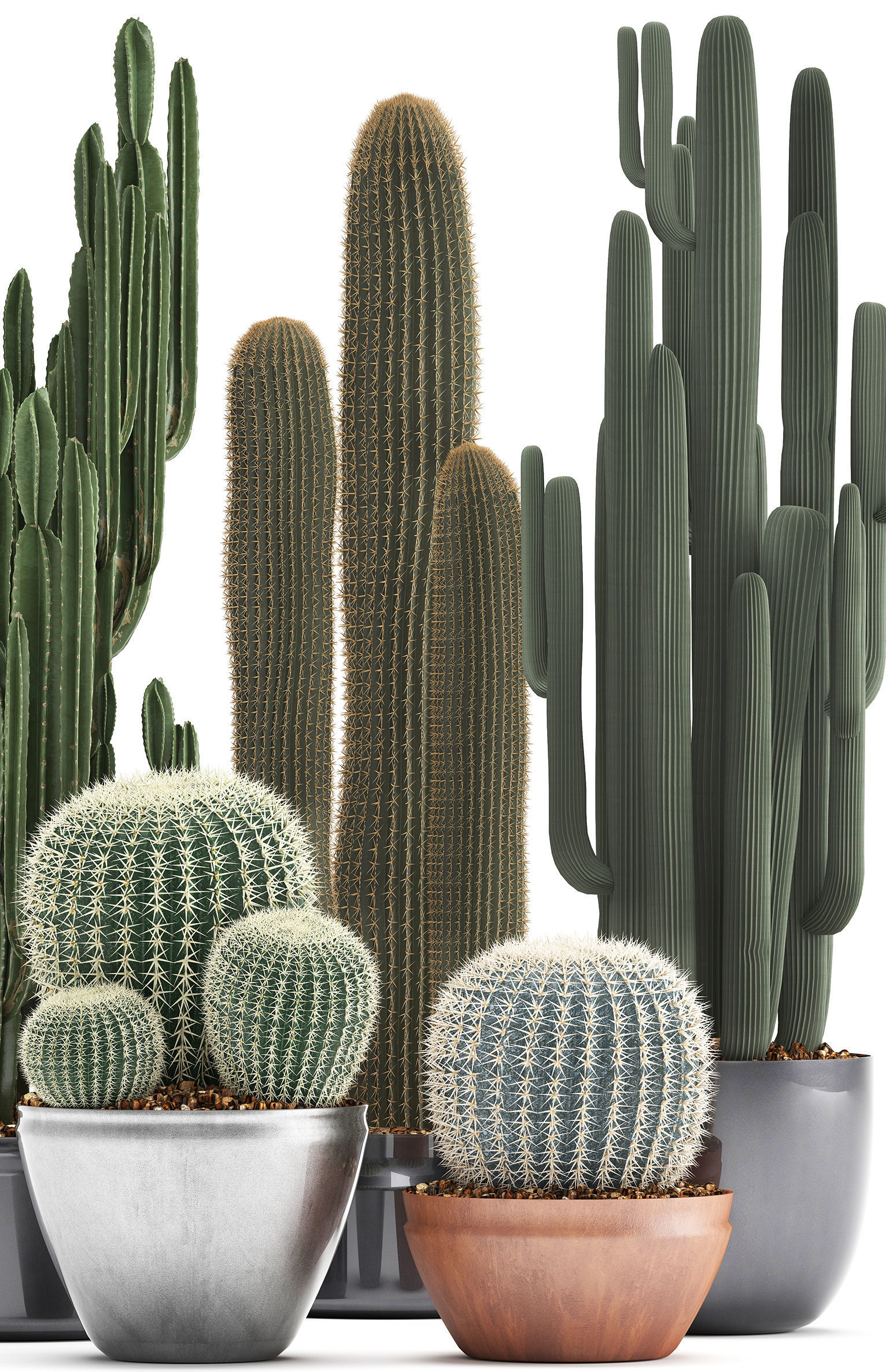 Collection of Exotic Cactus Plants 2 3D model_2