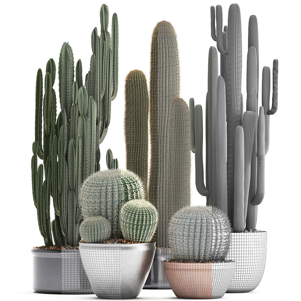 Collection of Exotic Cactus Plants 2 3D model_4
