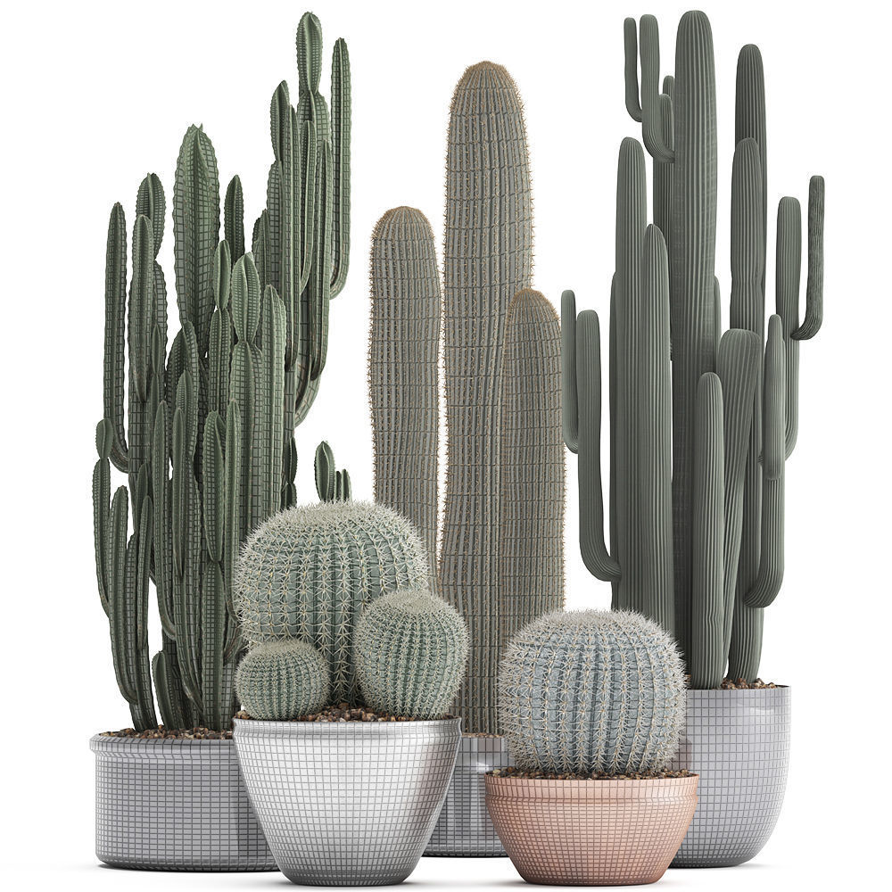 Collection of Exotic Cactus Plants 2 3D model_5