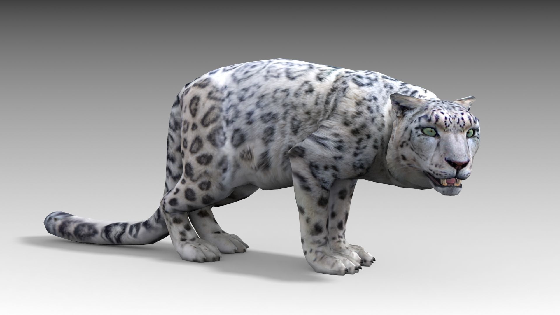 Snow Leopard Low-poly 3D model_9