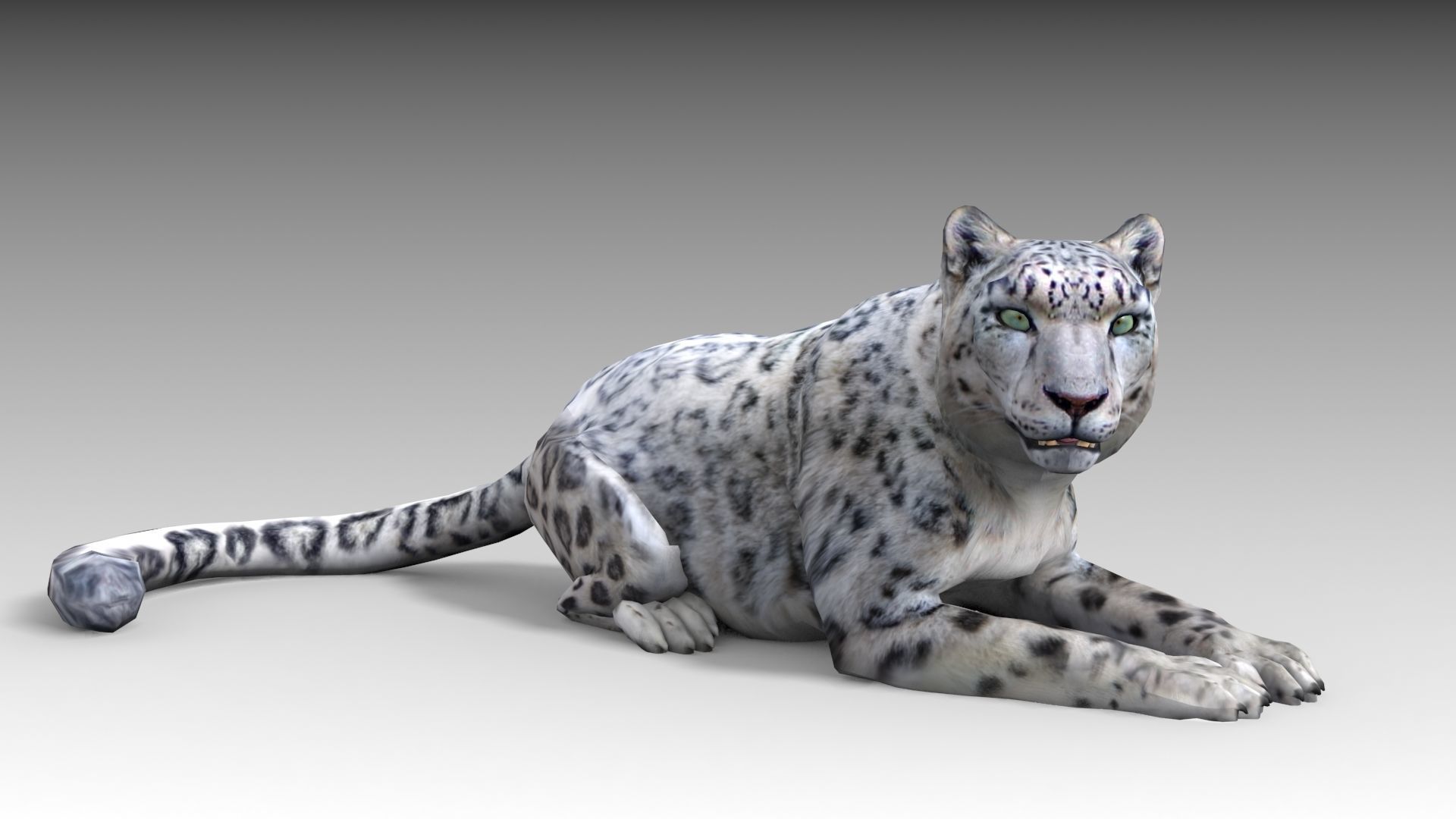 Snow Leopard Low-poly 3D model_11