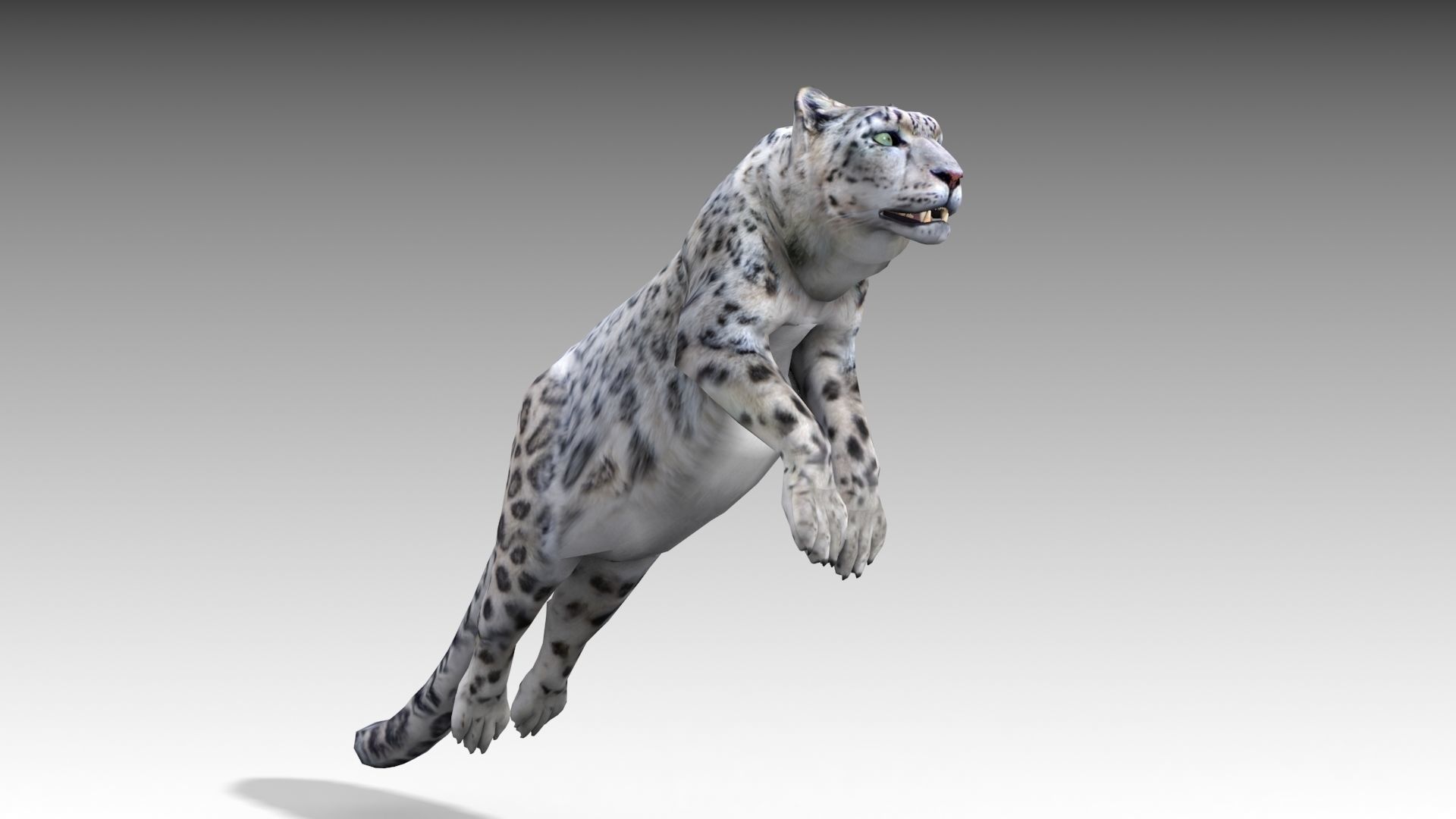 Snow Leopard Low-poly 3D model_7
