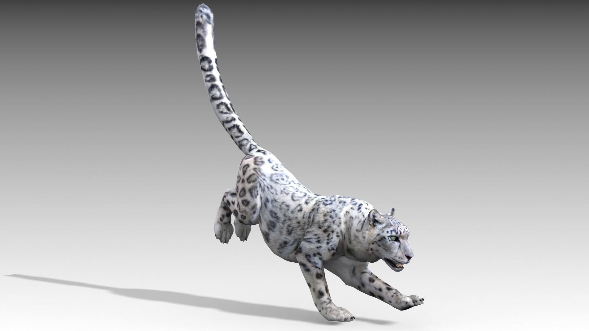 Snow Leopard Low-poly 3D model_12