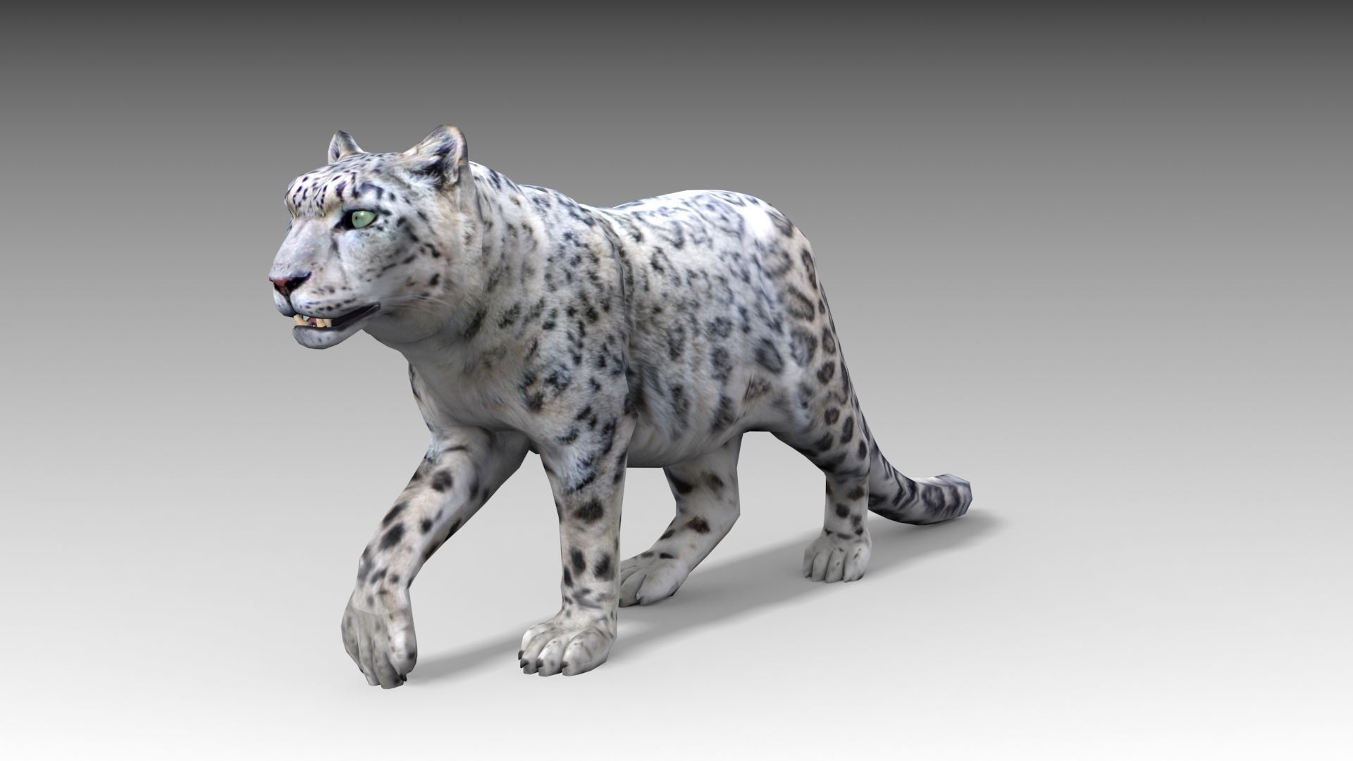Snow Leopard Low-poly 3D model_2