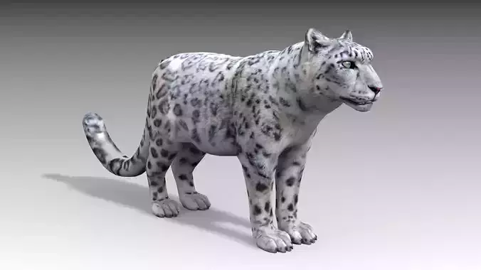 Snow Leopard Low-poly 3D model