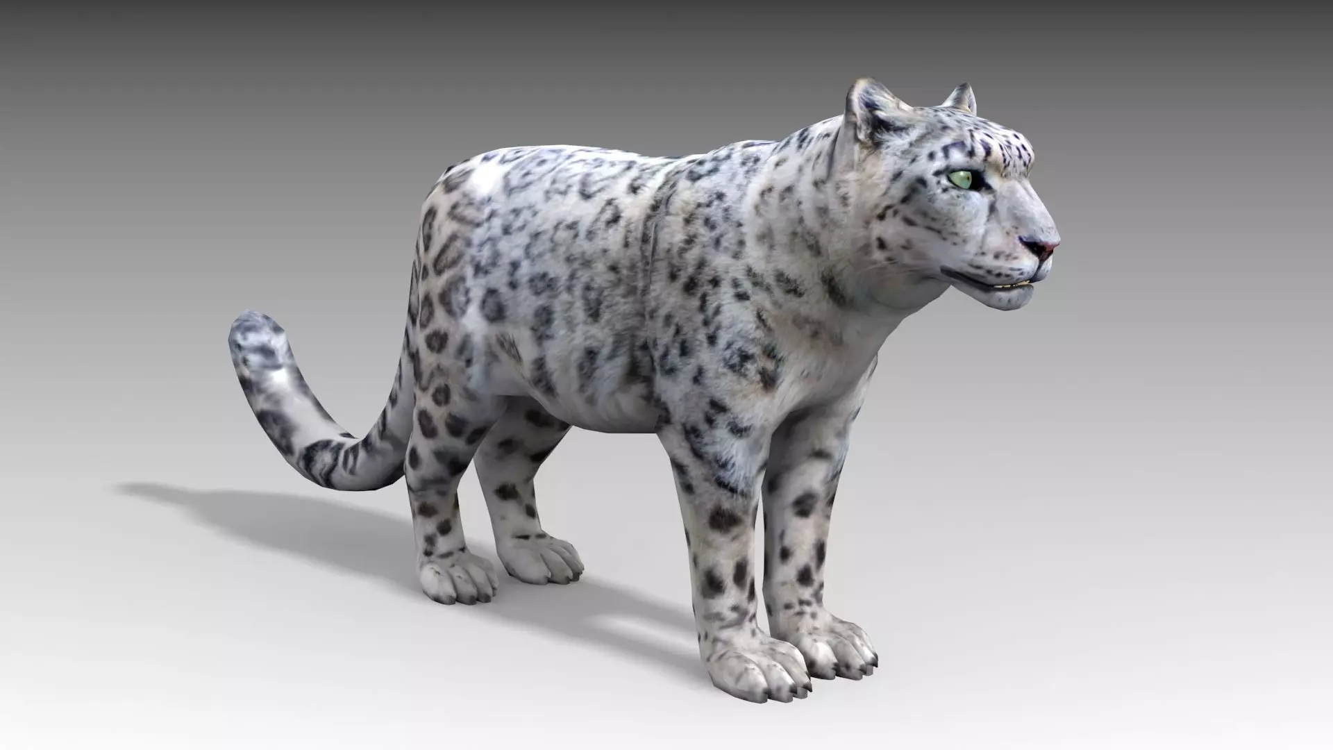 Snow Leopard Low-poly 3D model_0