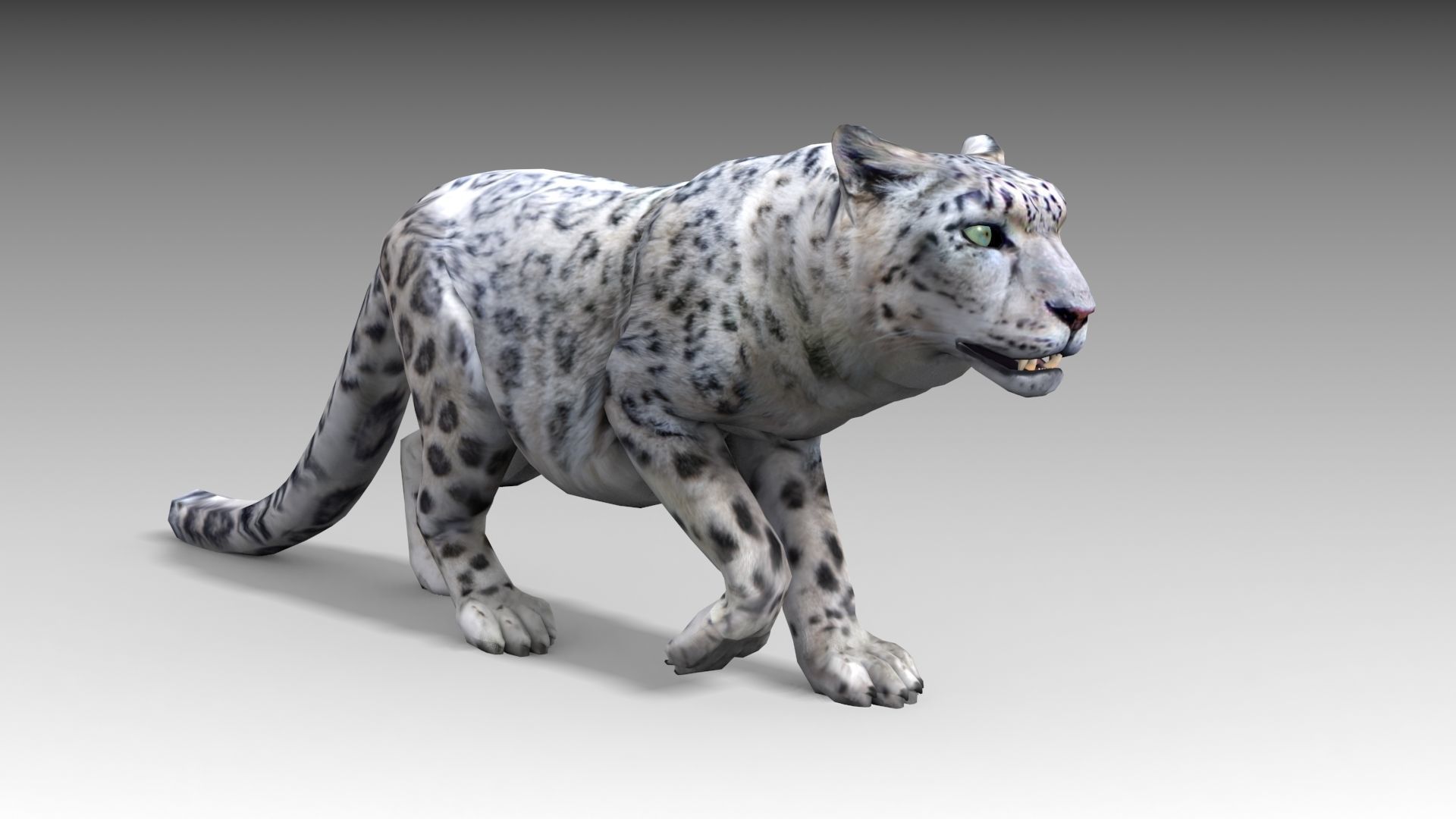 Snow Leopard Low-poly 3D model_5