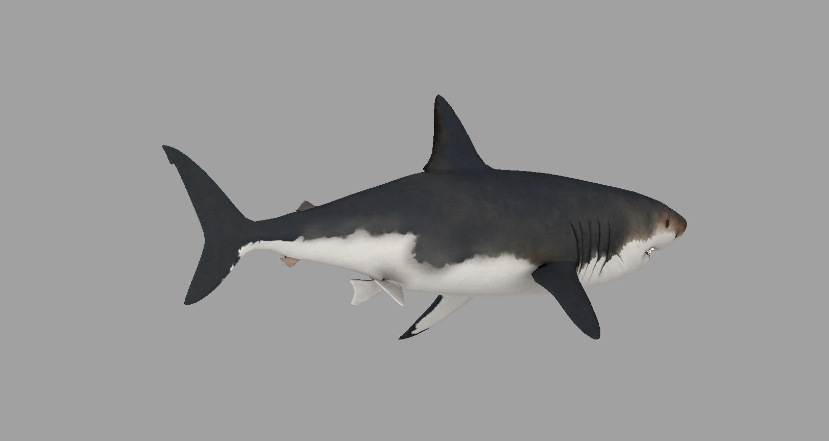 Animal - Shark Low-poly 3D model_9