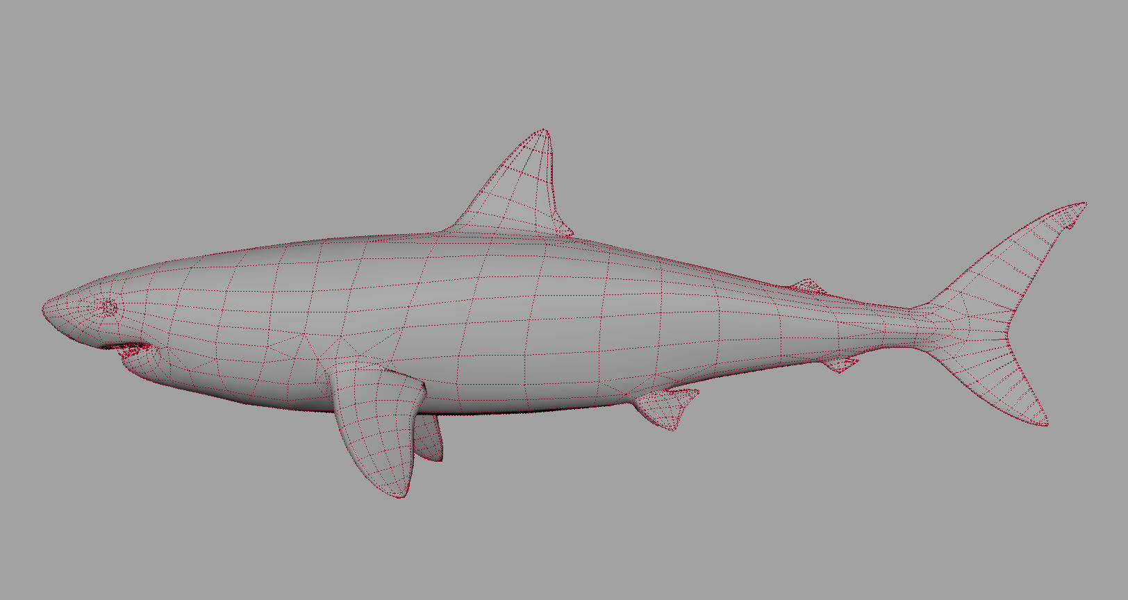 Animal - Shark Low-poly 3D model_18