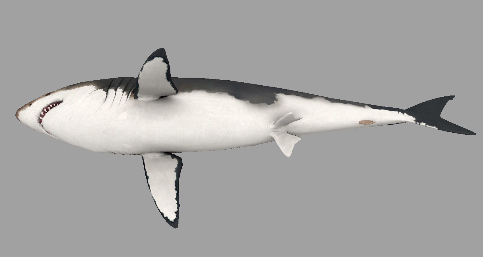 Animal - Shark Low-poly 3D model_5