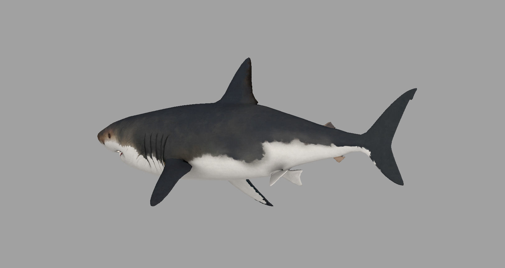 Animal - Shark Low-poly 3D model_10