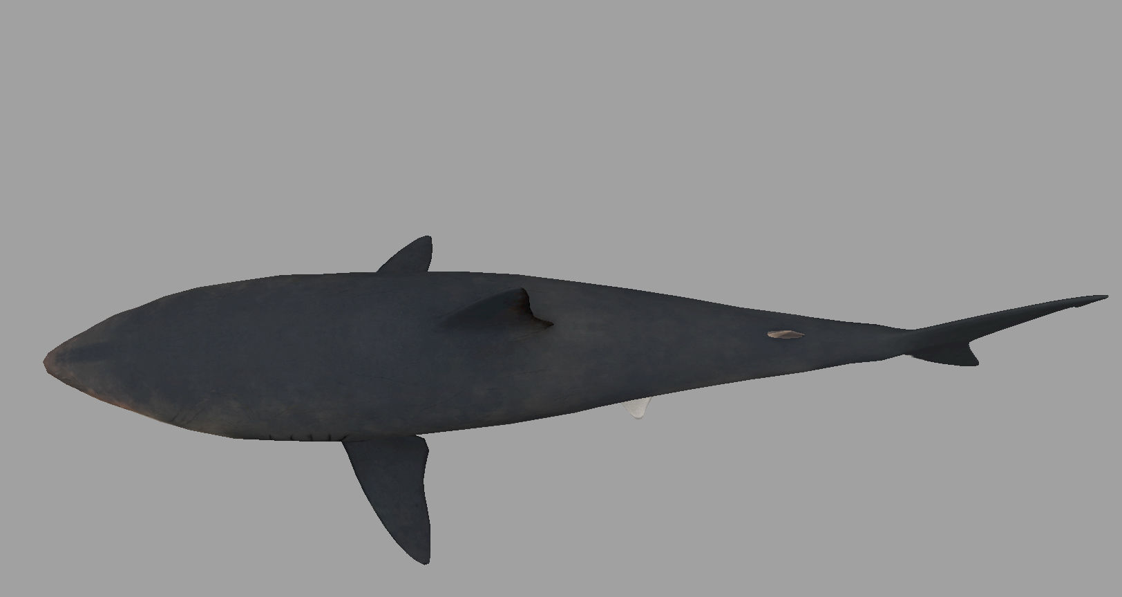 Animal - Shark Low-poly 3D model_8