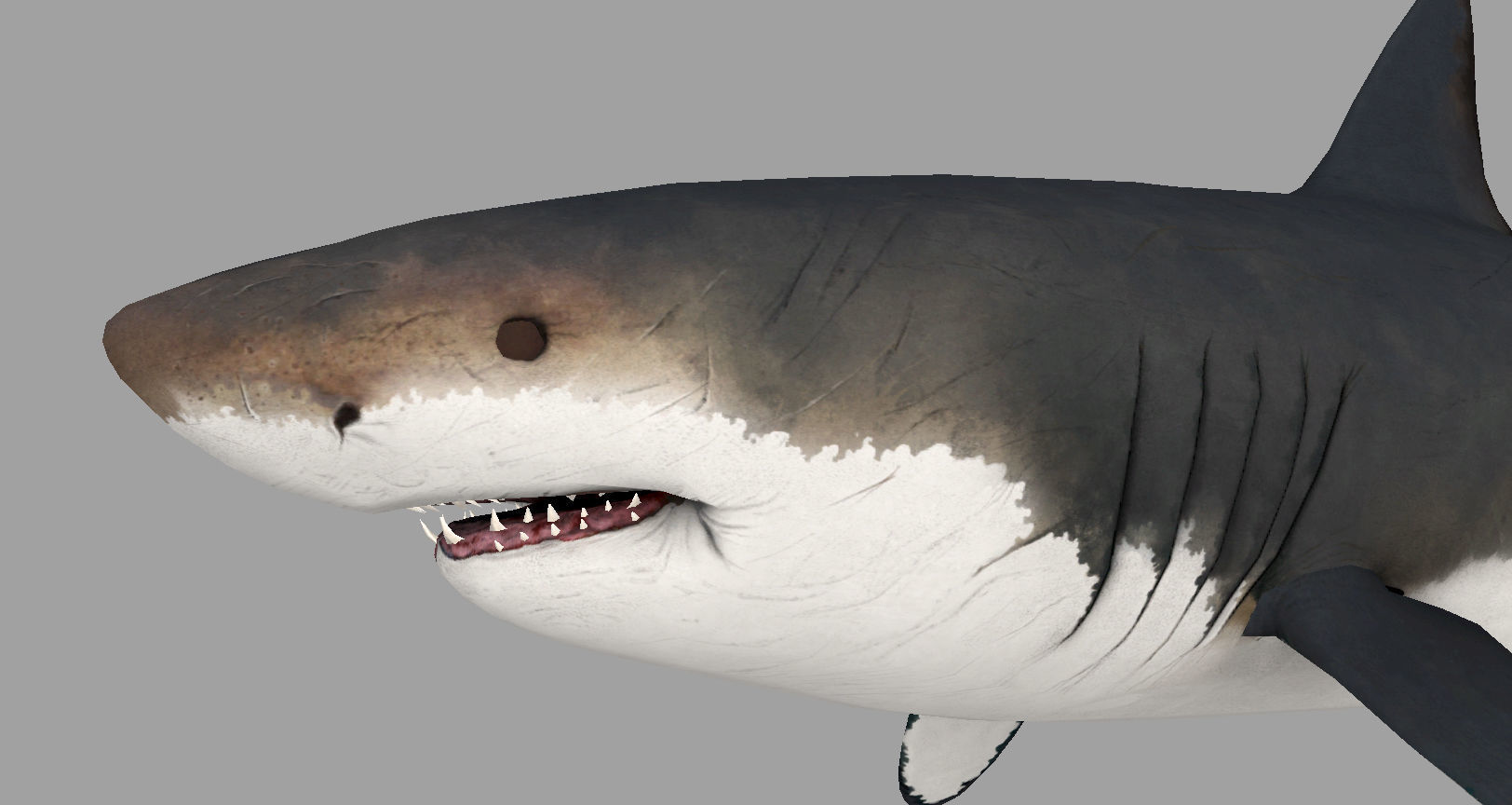 Animal - Shark Low-poly 3D model_4