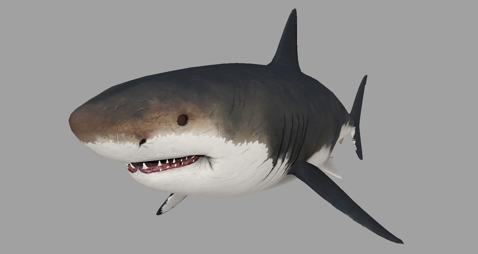 Animal - Shark Low-poly 3D model_3