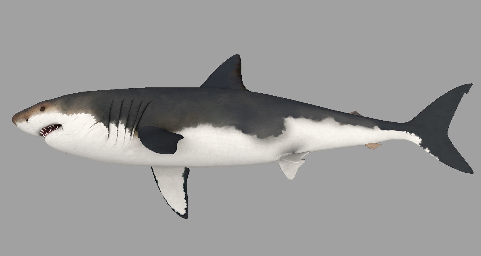 Animal - Shark Low-poly 3D model_6