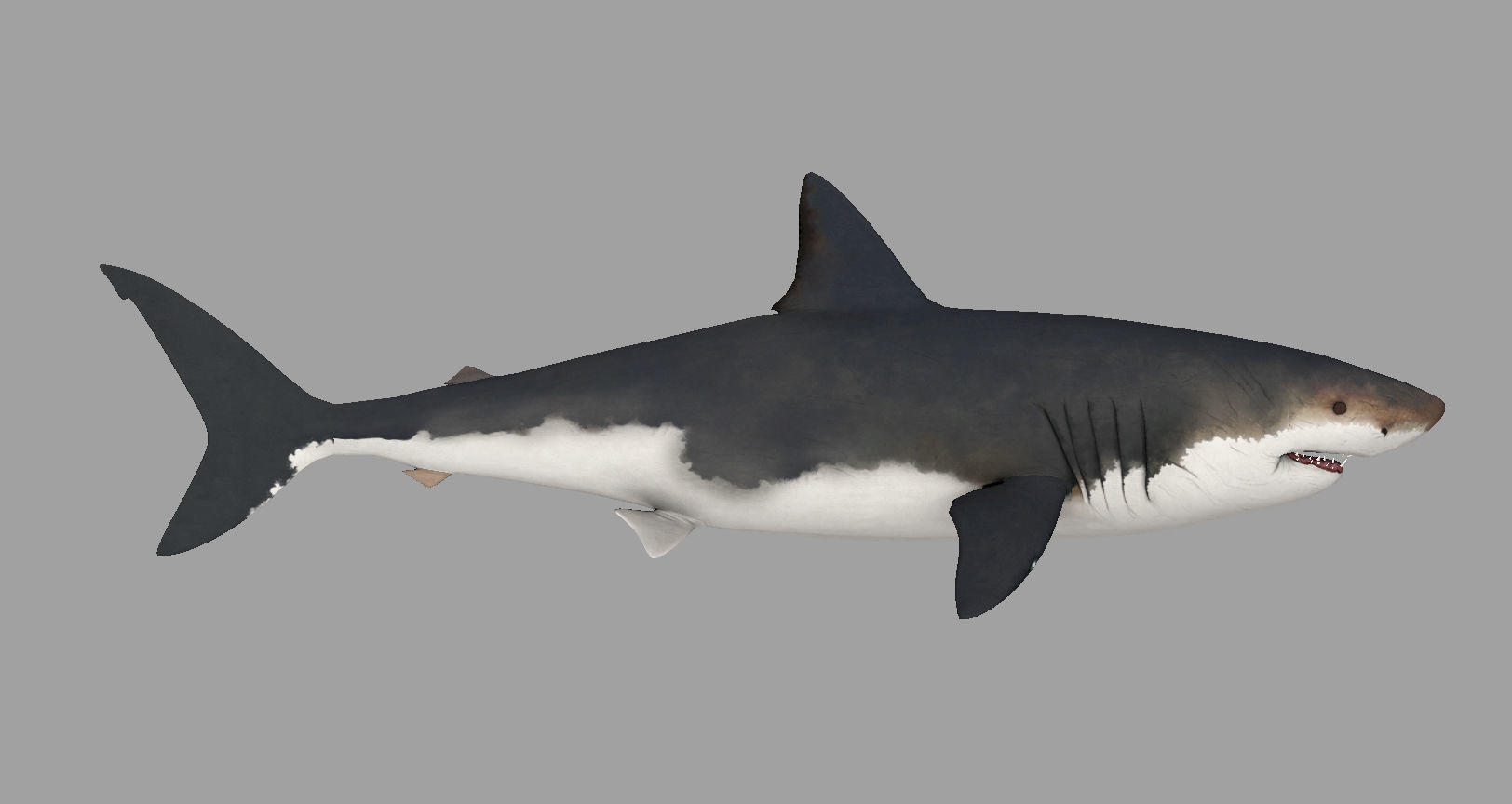 Animal - Shark Low-poly 3D model_7