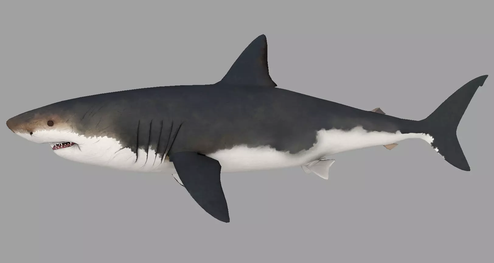 Animal - Shark Low-poly 3D model_0
