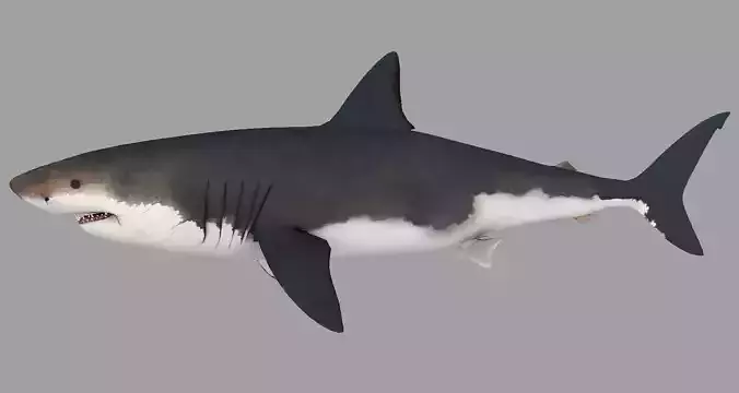 Animal - Shark