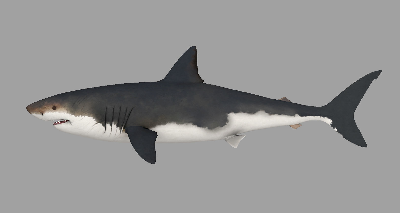 Animal - Shark Low-poly 3D model_11