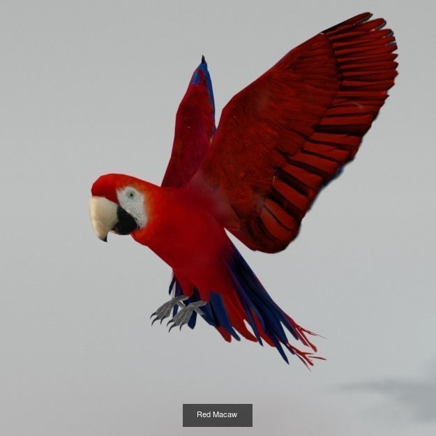 20 Low poly Amazonic Animals Pack 3D Model Collection_2