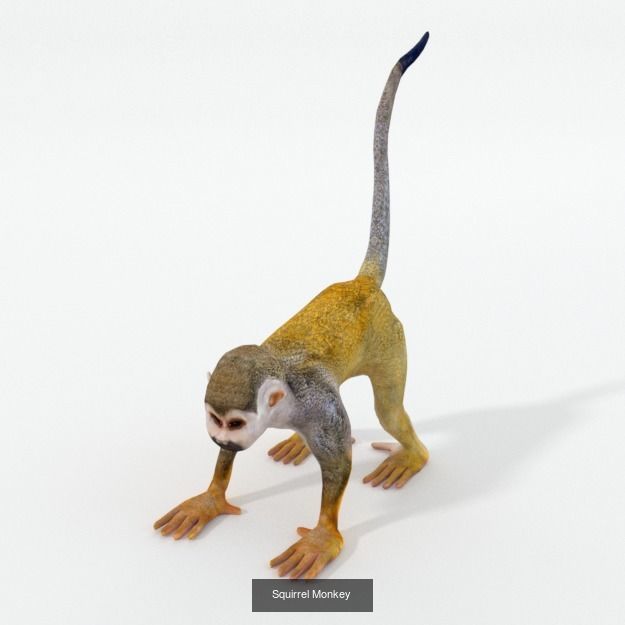 20 Low poly Amazonic Animals Pack 3D Model Collection_16