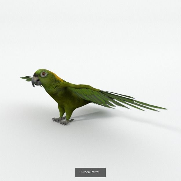 20 Low poly Amazonic Animals Pack 3D Model Collection_14