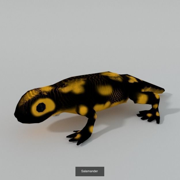 20 Low poly Amazonic Animals Pack 3D Model Collection_5