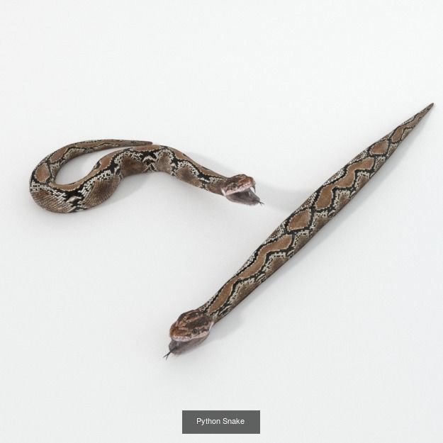 20 Low poly Amazonic Animals Pack 3D Model Collection_15