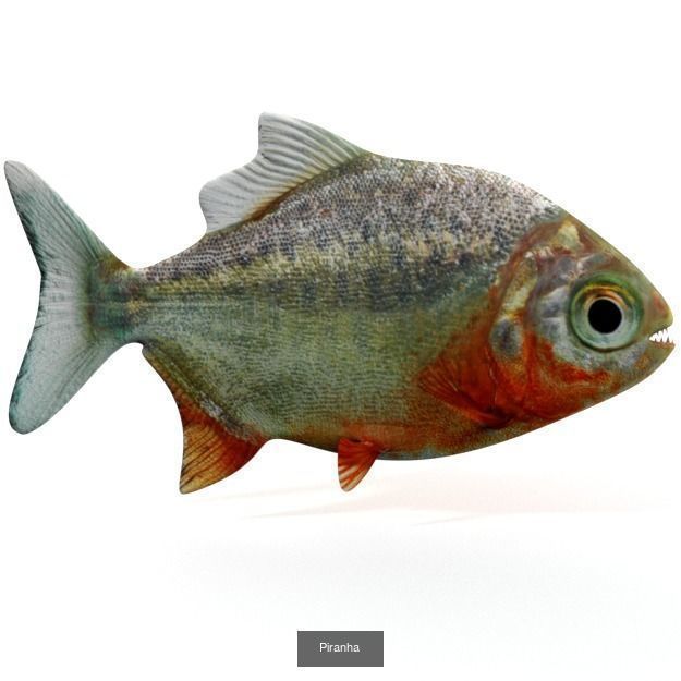 20 Low poly Amazonic Animals Pack 3D Model Collection_10