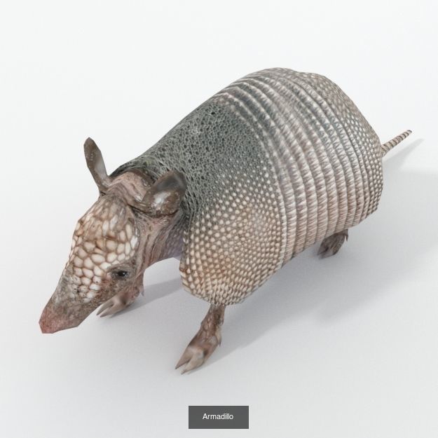 20 Low poly Amazonic Animals Pack 3D Model Collection_19