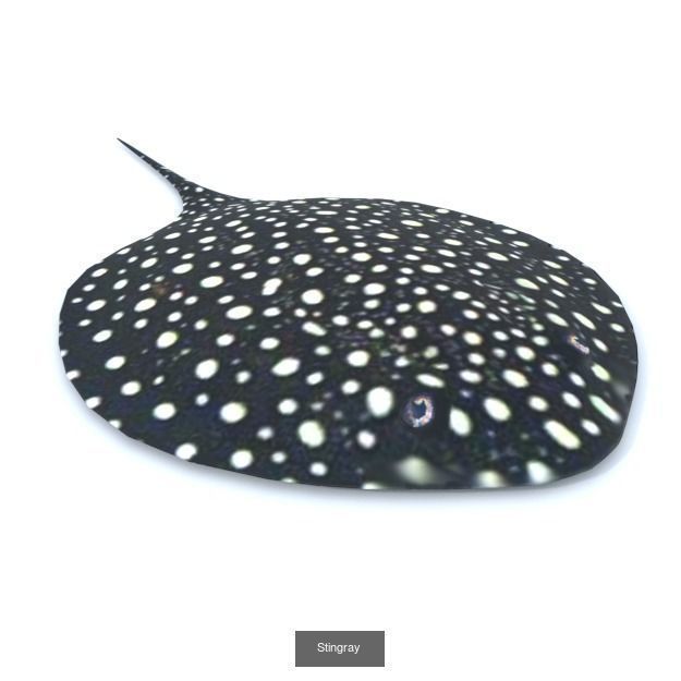 20 Low poly Amazonic Animals Pack 3D Model Collection_13