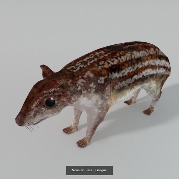 20 Low poly Amazonic Animals Pack 3D Model Collection_7