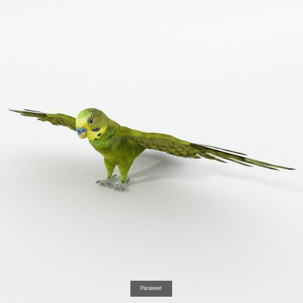 20 Low poly Amazonic Animals Pack 3D Model Collection_17