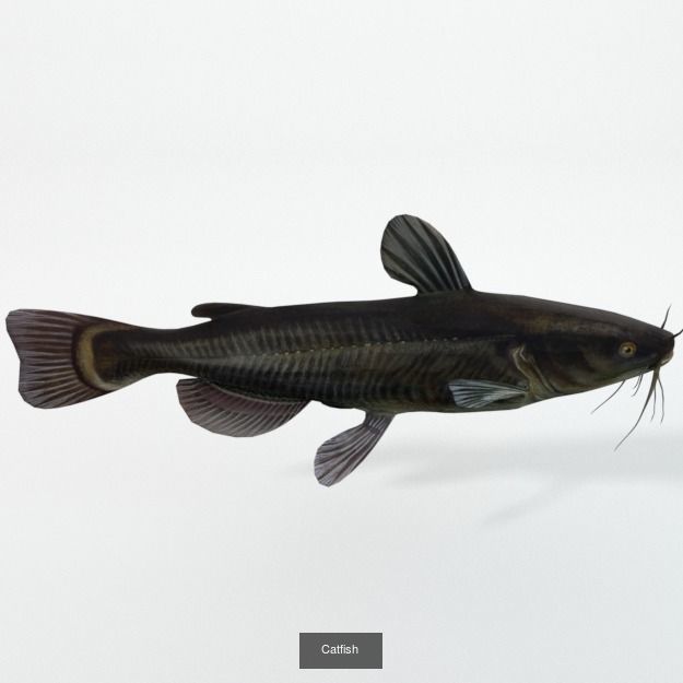 20 Low poly Amazonic Animals Pack 3D Model Collection_12