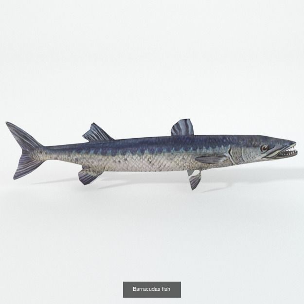 20 Low poly Amazonic Animals Pack 3D Model Collection_11