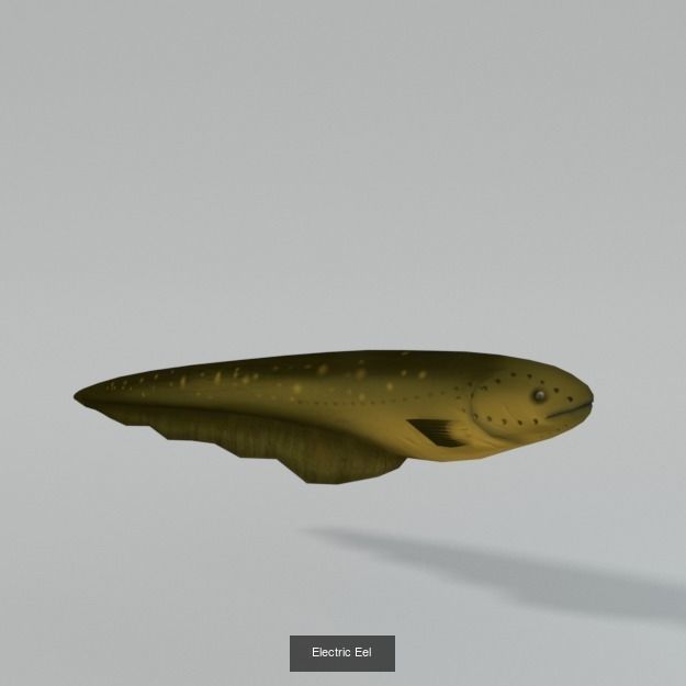 20 Low poly Amazonic Animals Pack 3D Model Collection_3