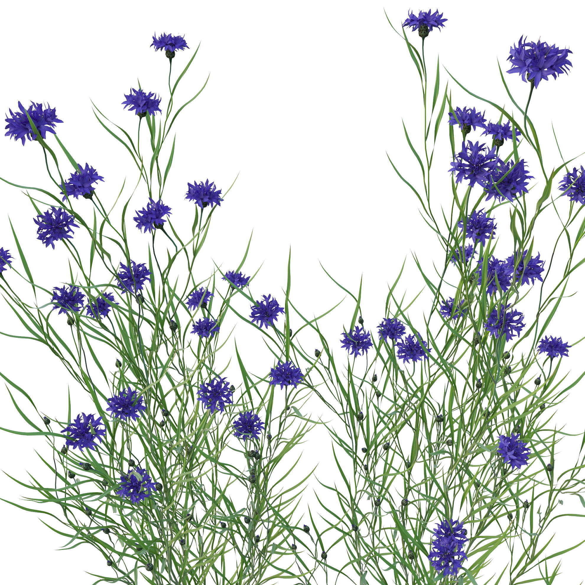 knapweed flower 3D model_1