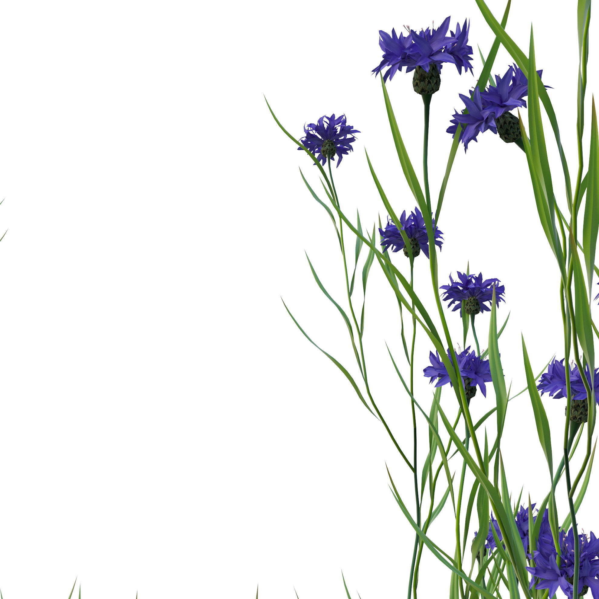 knapweed flower 3D model_6