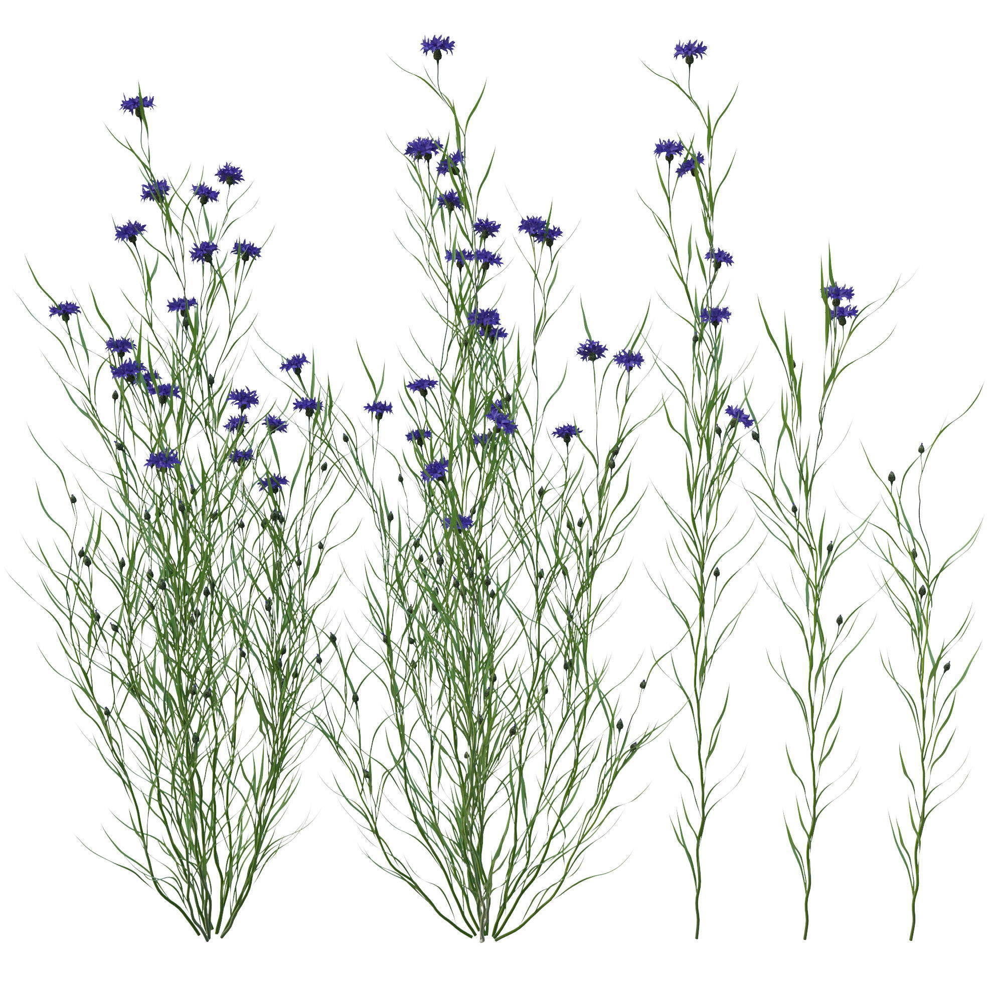 knapweed flower 3D model_2