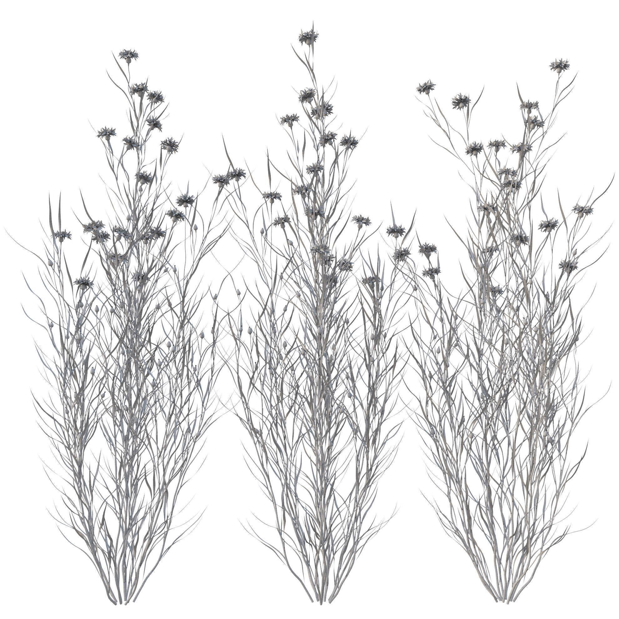 knapweed flower 3D model_18