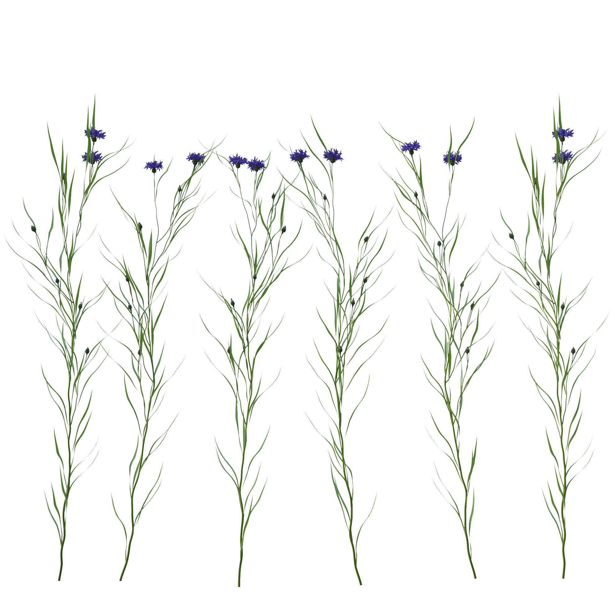 knapweed flower 3D model_10