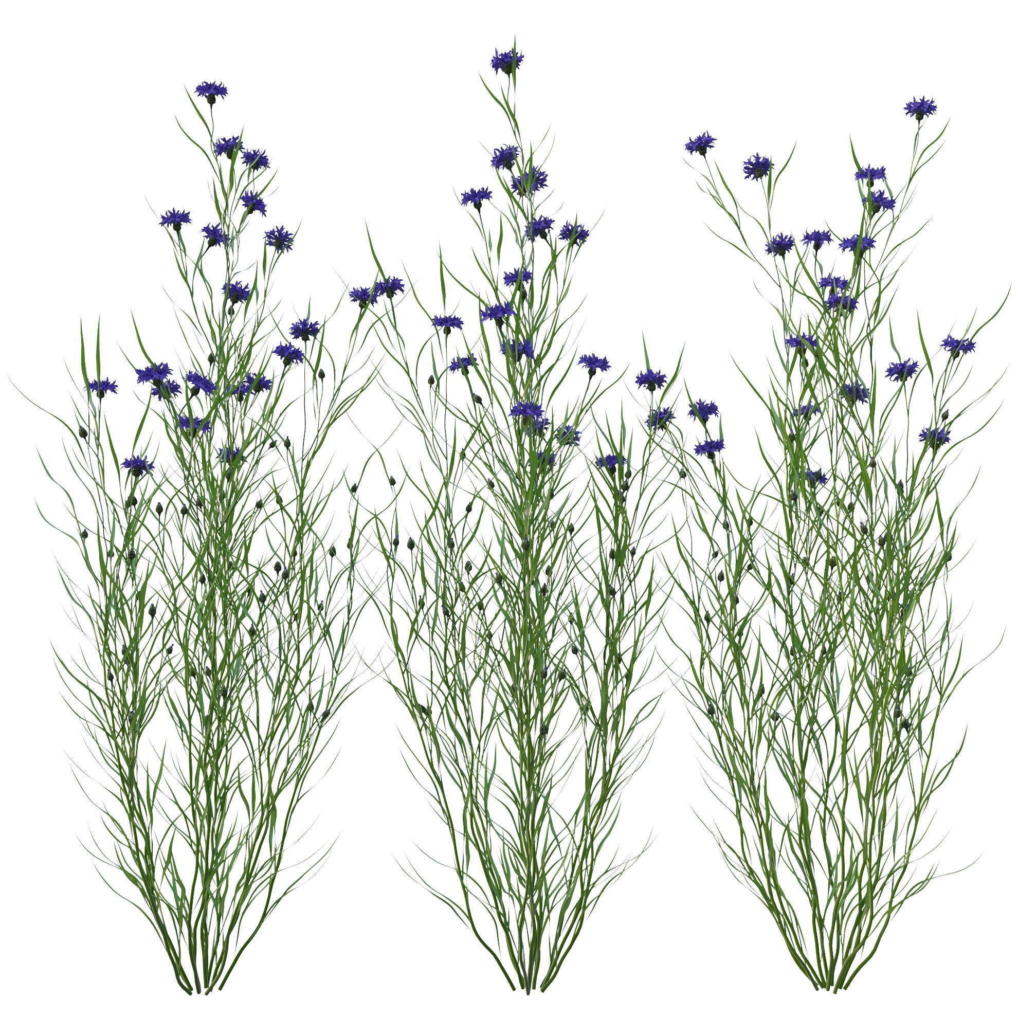 knapweed flower 3D model_9