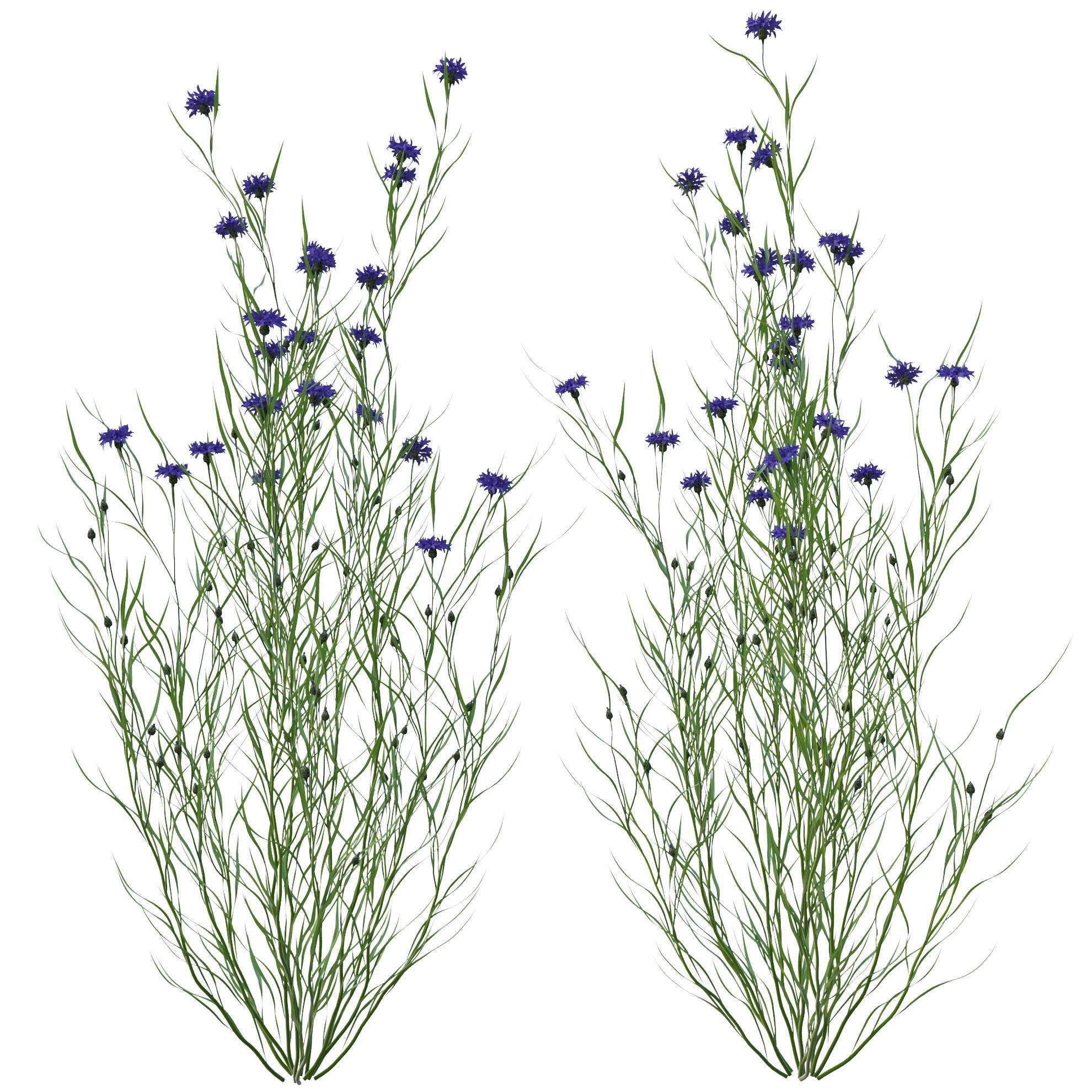 knapweed flower 3D model_3