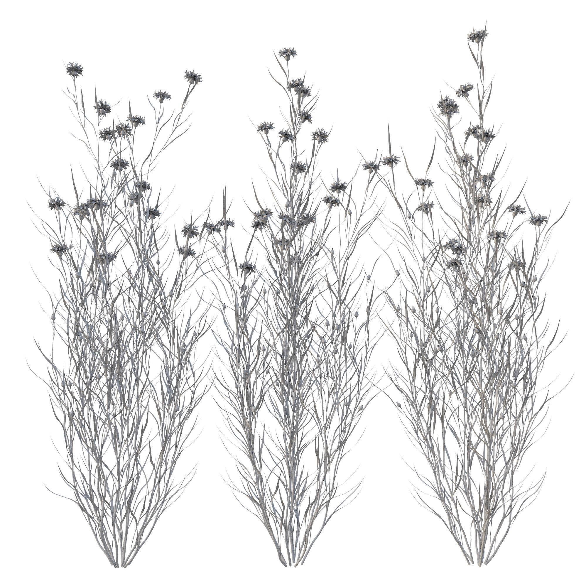 knapweed flower 3D model_17