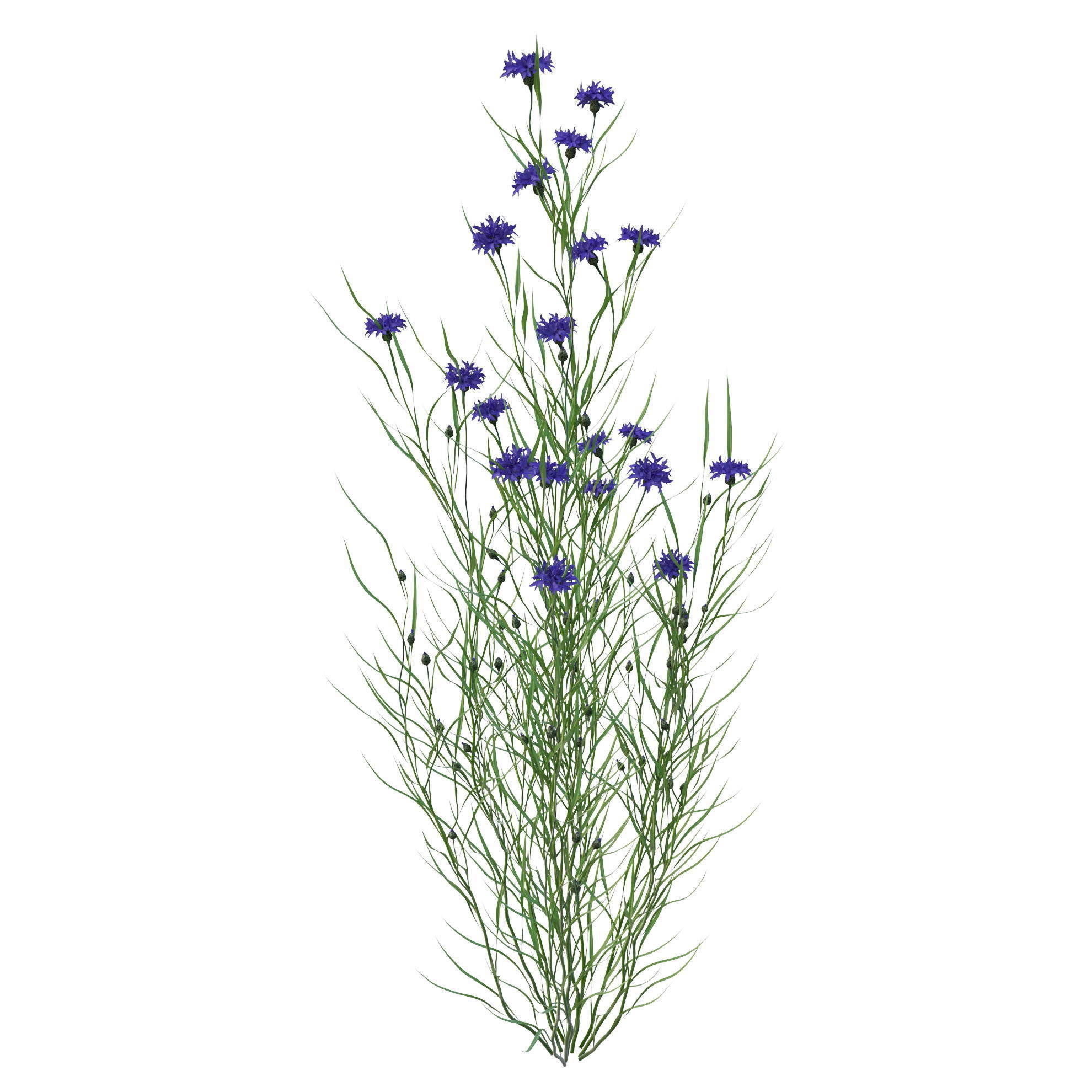 knapweed flower 3D model_7