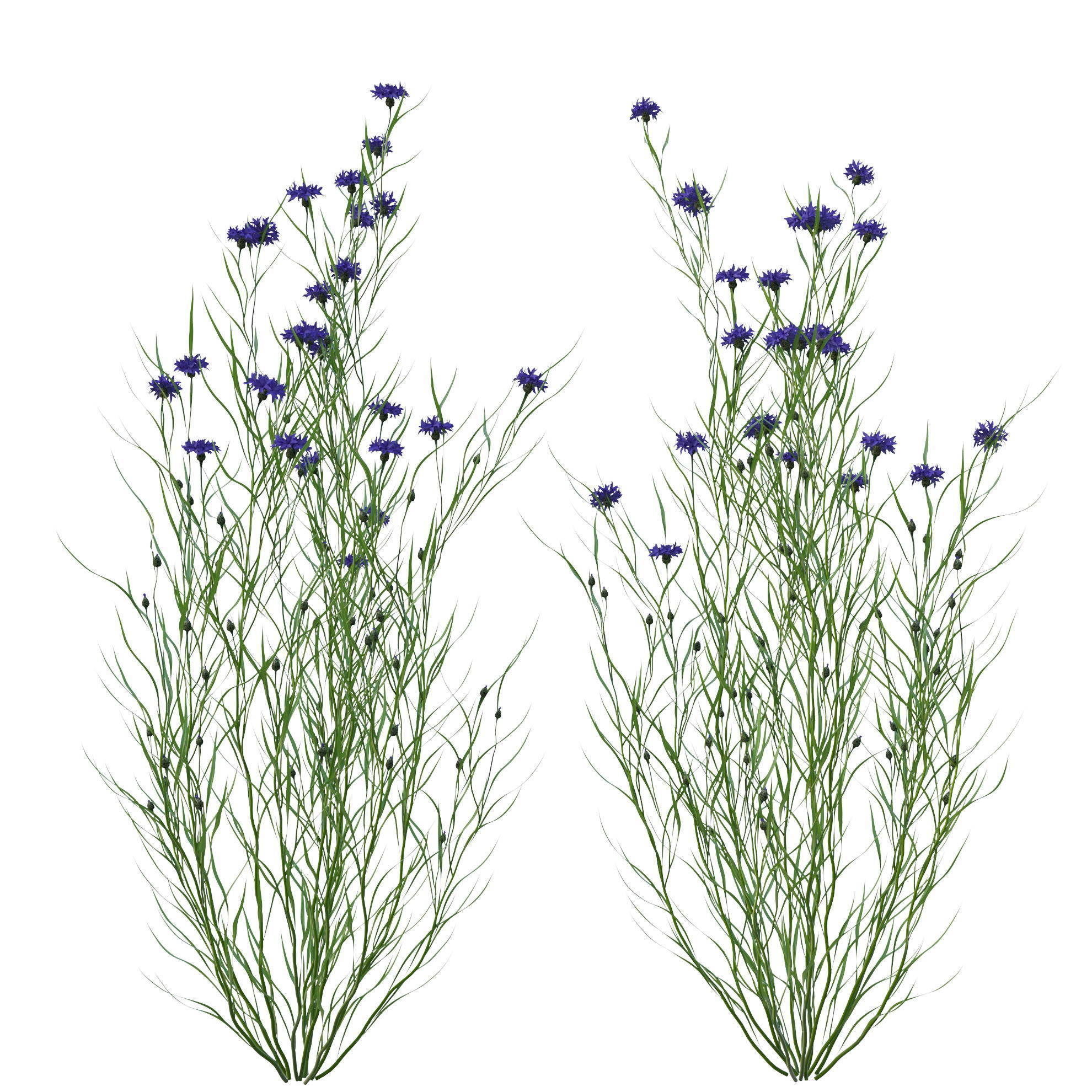 knapweed flower 3D model_5