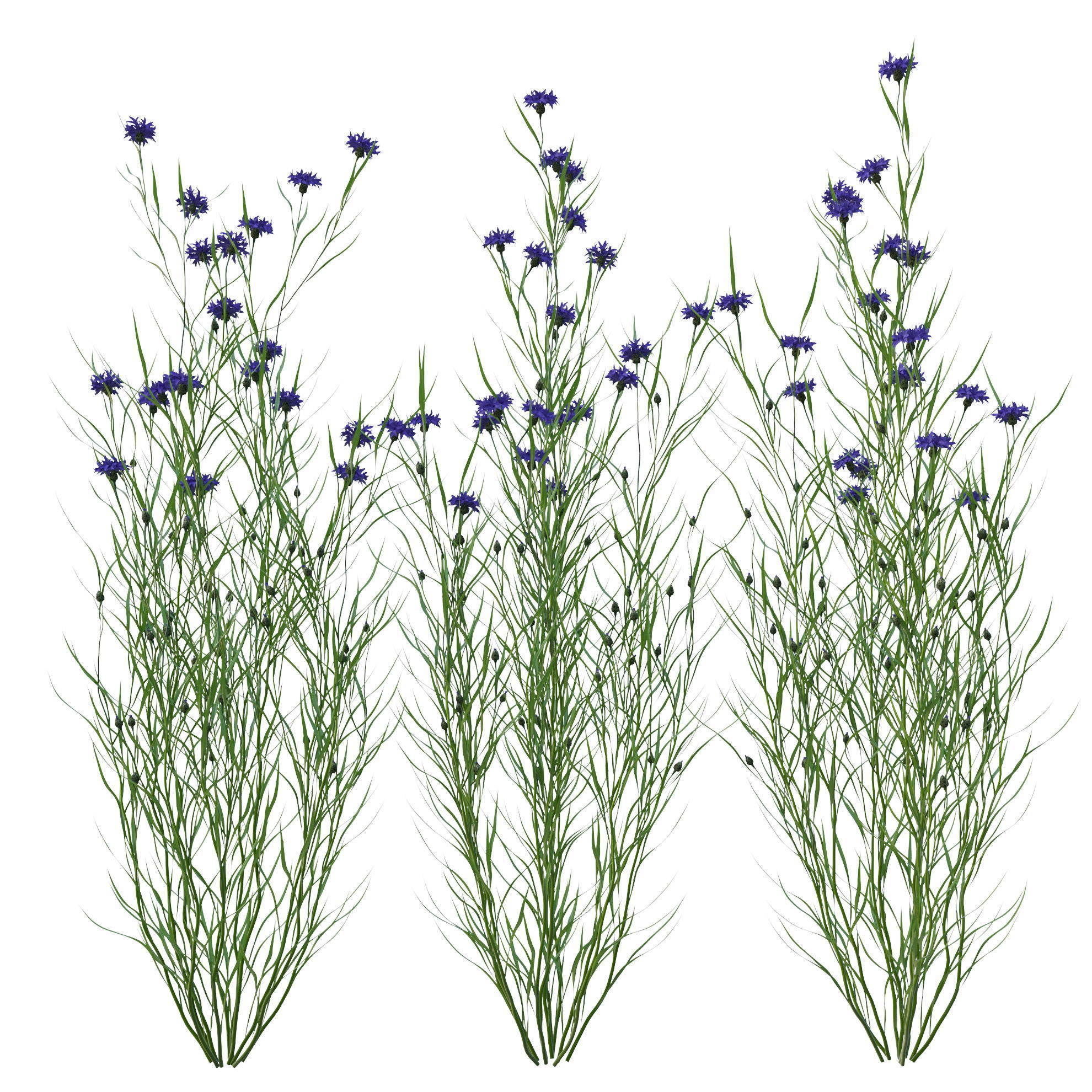 knapweed flower 3D model_8