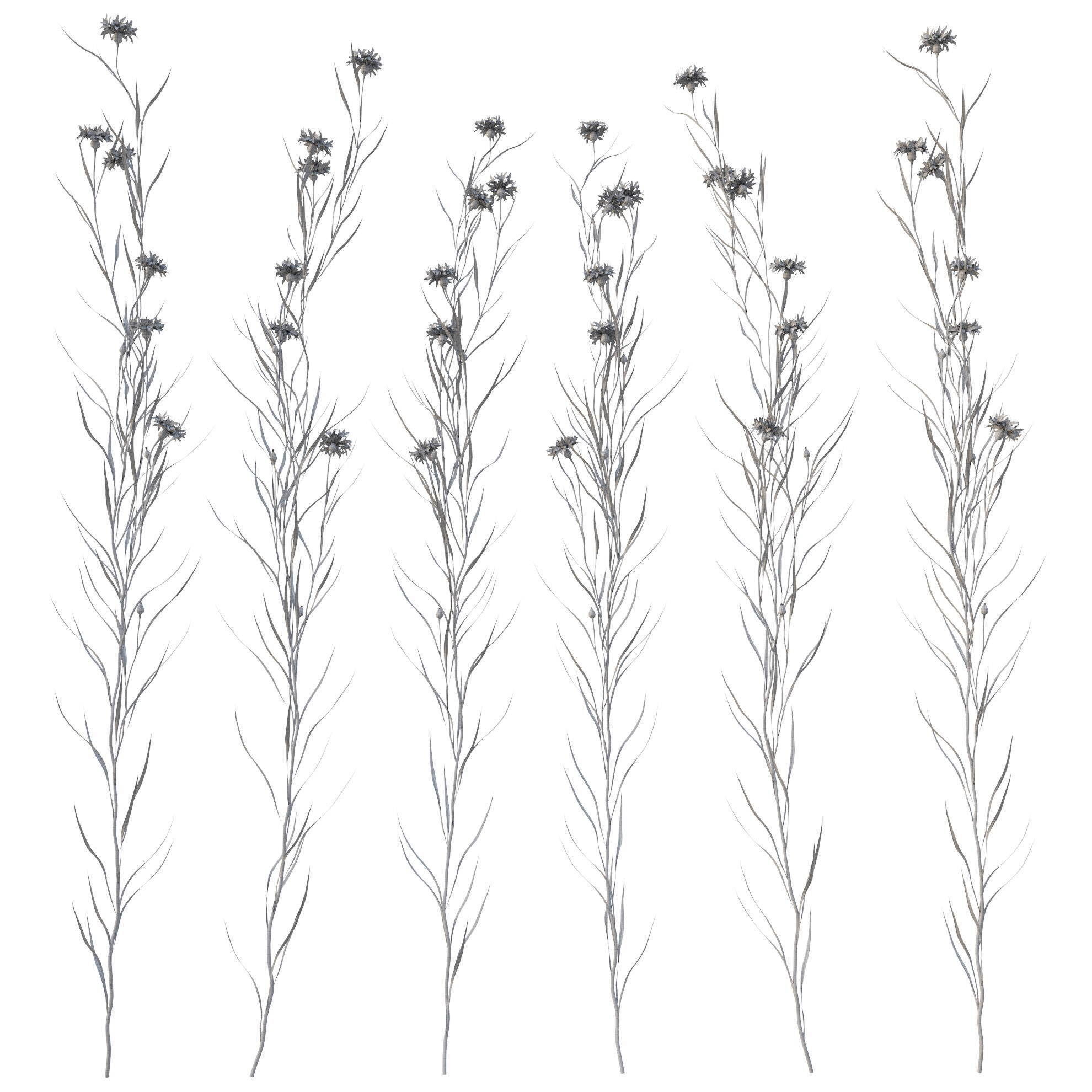 knapweed flower 3D model_21